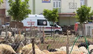 Diyarbakır'da 'acemi' kasaplara uyarılar: Kurbanlık kesmenin püf noktaları