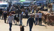 Diyarbakır Canlı Hayvan Borsası'nda kurbanlık fiyatları belli oldu