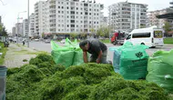 Diyarbakır'da çevre dostu uygulama: Park çimleri hayvan yemi oluyor