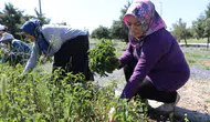 Diyarbakır'da kadınlar 9 ay emek verdikten sonra hasadın keyfini yaşadı