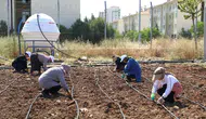 Diyarbakır'da kadınlar ekip biçerek para kazanacak: Büyükşehir destek verdi