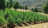 Diyarbakır'da orman gibi kenevir tarlası çökertildi: 31 kişi gözaltına alındı