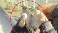 Diyarbakır'da motokurye Yusuf Dinar'ın vicdan dolu müdahalesi Serçeyi ölümden kurtardı