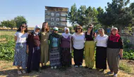 Diyarbakır'da belediyenin tarlasını kadınlar ekip biçecek: Kolektif üretim başladı