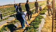 Diyarbakır'ın ovasında üniversite eliyle tarımsal dönüşüm: Sahada öğreniyorlar