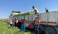 Diyarbakır'da tarım işçilerine şapka çıkardılar! Sıcağın altında anlamlı hediye