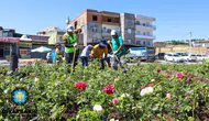 Diyarbakır-Mardin yolunda renk cümbüşü: 14 kilometrelik gül koridoru oluşacak