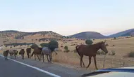 Silvan’da sürücülerin at sürüsüyle imtihanı Dönenkaya yolunda tehlikeli anlar