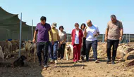 Diyarbakır'da köpek tartışması büyüyor: Belediyeden hayvan hakları savunucularına sert yanıt