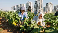 Diyarbakır'da kadınlar yetiştirdikleri ürünleri hasat etti: Hedefler büyüdü