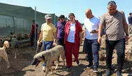 Diyarbakır'da hayvan hakları denetimi: Eşbaşkan Bucak'tan 480 canlıya yakın takip