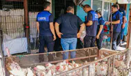 Diyarbakır Eski Hal'de kanatlı hayvan operasyonu: 17 iş yeri birden mühürlendi