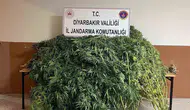Diyarbakır kırsalında dev operasyon: 57 bin 700 kök kenevir ele geçirildi