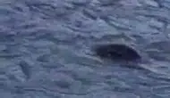 Dicle Nehri'nde nadir görülen su samuru: On Gözlü Köprü yakınında balık avladı