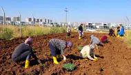 Diyarbakır'da kadınların kent bostanında kışlık mesaisi: 18 dönümde kolektif üretim