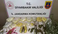 Diyarbakır genelinde büyük narkotik operasyonu: 59 bin kök kenevir ele geçirildi