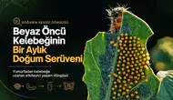 Hevsel Bahçeleri'nde saklı kalan anlar: Beyaz öncü kelebeğin 35 günlük serüveni