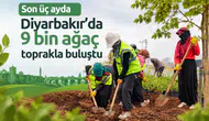 Diyarbakır'da yeşil dönüşüm: Son üç ayda 9 bin ağaç toprakla buluştu