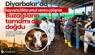 Diyarbakır'da hayvancılıkta umut veren çalışma: Buzağıların tamamı dişi doğdu