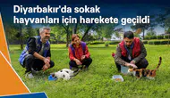 Diyarbakır'da sokak hayvanları için harekete geçildi: Farkındalık çalışması yapıldı