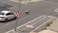 Kayapınar Gaziler'de kurbanlık koyun trafiği kilitledi Vatandaşlar zor anlar yaşadı
