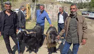 Çermik hayvan pazarında arefe yoğunluğu Kurbanlık fiyatları 10 bin liradan başlıyor