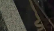 Kayapınar Mezopotamya Mahallesi'nde yılan paniği Site sakinleri korku dolu anlar yaşadı