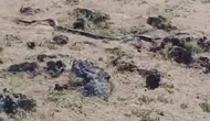 Çınar kırsalında doğa yürüyüşü 3 metrelik siyah yılan kameralara böyle yansıdı