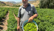 Diyarbakır mutfağının gözdesi Çermik biberi hasat edildi İlk fiyat cep yaktı