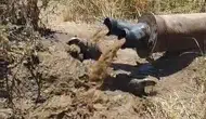Bismil'deki tarım arazisinde şaşırtan olay Sulama borusundan iki porsuk çıktı