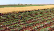 Diyarbakır'ın meşhur karpuz tarlalarında dolu hasarı Hasat takvimi 20 Temmuz'a ertelendi