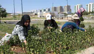 Diyarbakır'da 150 kadının 9 aylık emeği Tıbbi ve aromatik bitki bahçesinde ilk hasat
