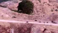 Çermik kırsalında domuz sürüsü paniği Tarım arazilerine ciddi zarar verdikleri görüldü