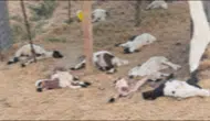 Bismil'de besicinin ağılına saldıran sahipsiz köpekler 15 kuzuyu telef etti: İşte o anlar