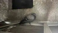 Diyarbakır Kayapınar'da 8. kattaki dairede güvercin kurtarma operasyonu Kuş özgür kaldı