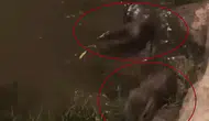 Dicle Nehri'nin gizemli sakinleri Diyarbakır'da su samurları objektiflere yakalandı