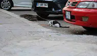 Diyarbakırlı uzmanlardan kuduz uyarısı Kedi tırmalaması da hayati risk taşıyor