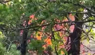 Dicle ve Hani arasındaki dağlık bölgede yangın alarmı Ekipler zorlu arazide mücadele ediyor