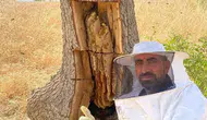 Lice'nin el değmemiş doğasında keşif Arıların izini sürerek ağaç kovuklarından bal