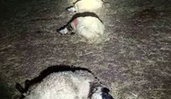 Bağlar'da sabah yıldırım dehşeti Ağıldaki 21 koyun hayatını kaybetti