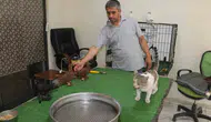 Bağlar'daki güvercin otelinin sıra dışı sakini Vejetaryen kedi Bulut kuşları koruyor