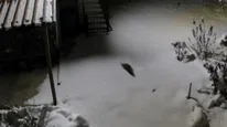 Kar aç bıraktı: Diyarbakır'da kaya sansarı yerleşim alanına indi