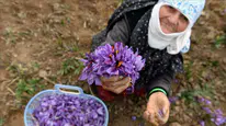 O baharatın fiyat patladı: Üç kilosuyla bir daire alınabiliyor!
