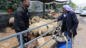 Diyarbakır'daki hayvan pazarında hareketlilik yok: Besiciler umudunu koruyor