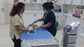 Dicle Üniversitesi Hayvan Hastanesi insan standartlarını yakaladı: Ne ararsanız var
