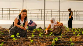 Diyarbakır'da kadın emeği serada yeşeriyor: Eğitim bitti, üretim başladı