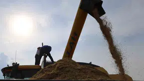 Diyarbakır'ın tescilli Karacadağ pirincinde hasat mesaisi: Hem makine hem imece usulü