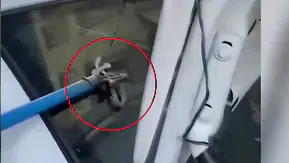 Çermik'te otomobil bagajına giren yılan, esnafın müdahalesiyle doğaya salındı