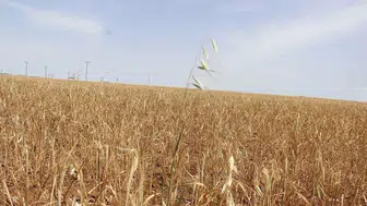 Diyarbakır'da taşlık tarlalar ekili gösterildi: 22 kişiye sahte çiftçi davası açıldı
