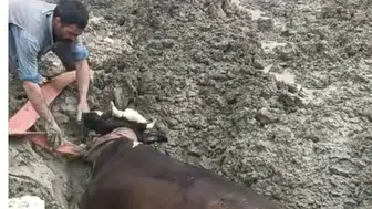 Diyarbakır'da bataklığa saplanan inek iş makinesiyle kurtarıldı